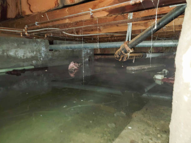 Water damage restoration mold remediation